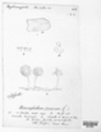 Oedocephalum roseum image